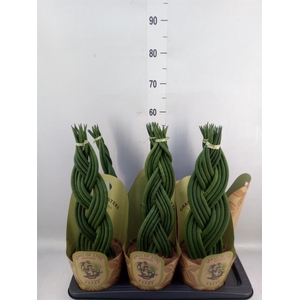 Sansevieria cyl.  ...