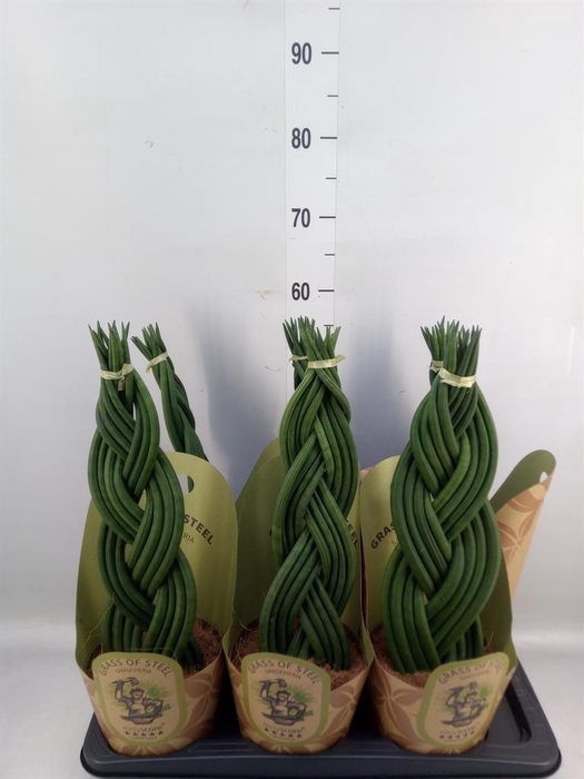 <h4>Sansevieria cyl.  ...</h4>