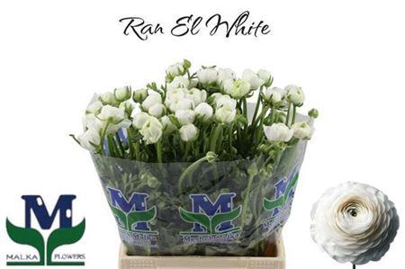 <h4>Ran El White</h4>