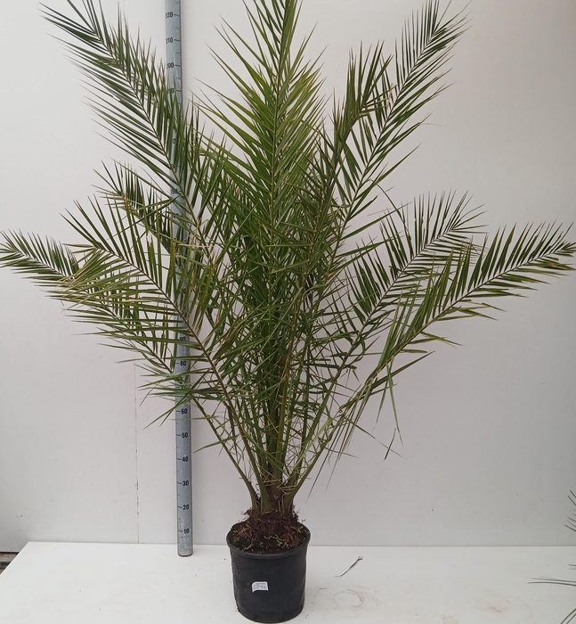 <h4>PHOENIX CANARIENSIS</h4>