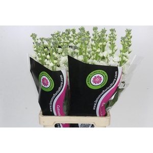 Matthiola Iron White