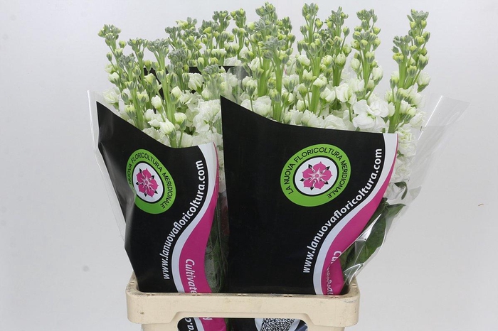 Matthiola Iron White