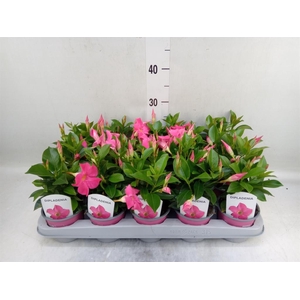 Mandevilla sand. 'Rio Pink'