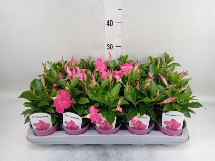 <h4>Mandevilla sand. 'Rio Pink'</h4>