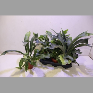 Platyc Bifurcatum