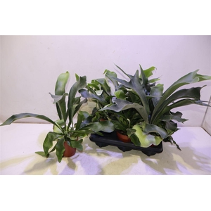 Platyc Bifurcatum