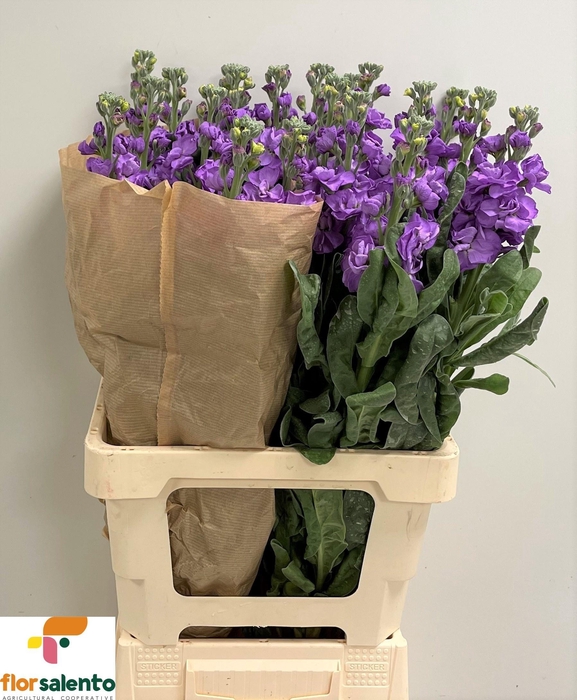 <h4>MATTH IRON BLUE</h4>