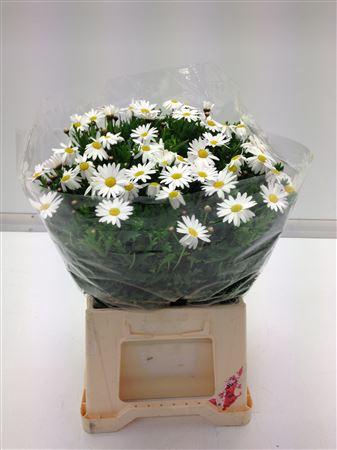 <h4>Leuc Vulg Margriet</h4>