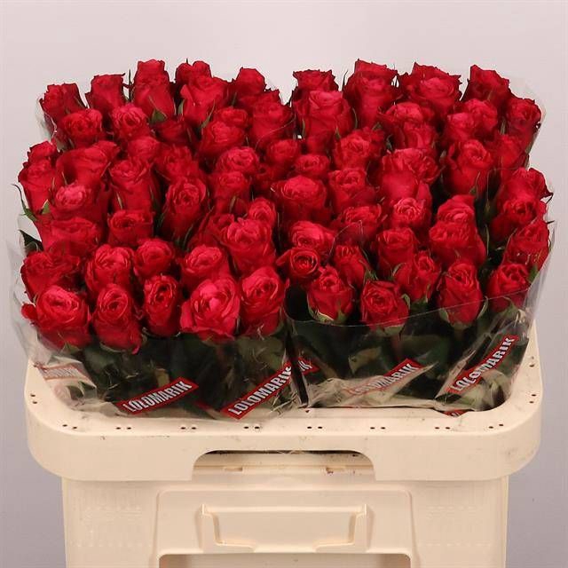 <h4>R GR CHERRY-O!</h4>
