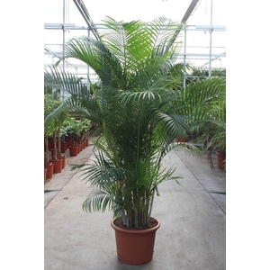 Dypsis lutescens (Areca)