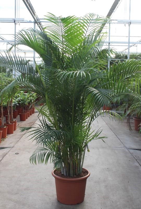<h4>Dypsis lutescens (Areca)</h4>