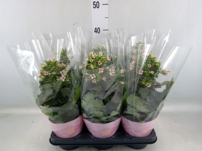 <h4>Kalanchoe blos. 'Feminine Pink'</h4>