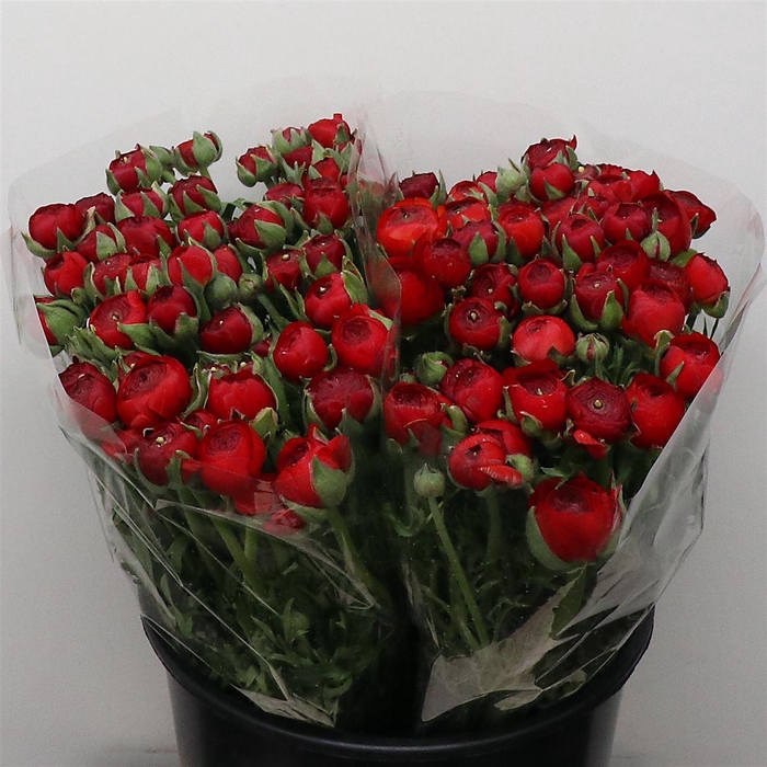 <h4>Ran El Red Extra</h4>