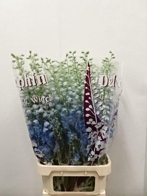 <h4>DELPH DU DEWI BOY</h4>