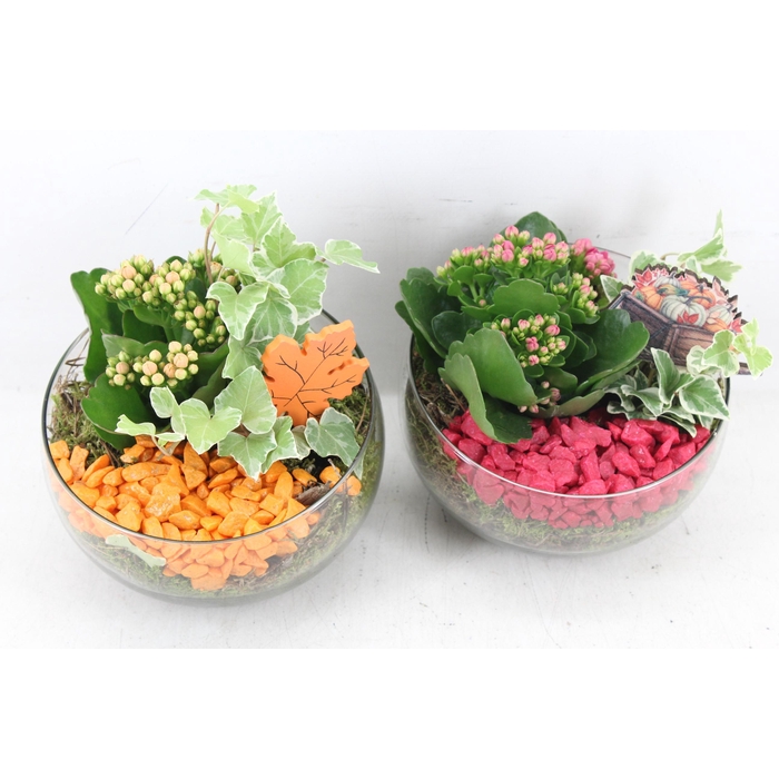 <h4>Arr2 Pl - Glas Bol Schuin Kl. 813/3 - Mix</h4>