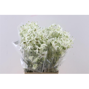 Actinotus Helianthi White