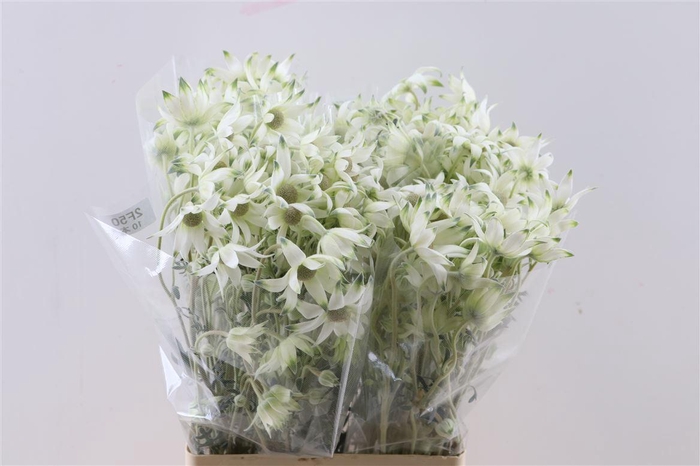 <h4>Actinotus Helianthi White</h4>