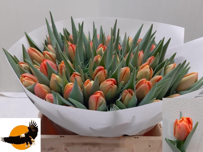 <h4>TU DU ICOON</h4>