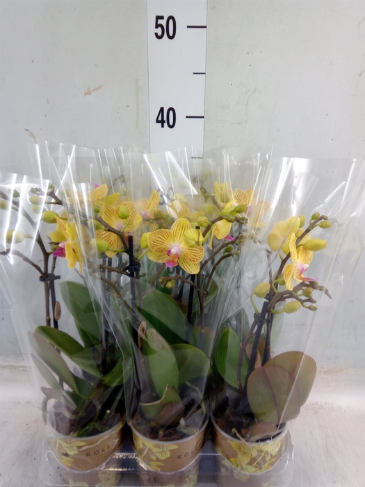 <h4>Phalaenopsis multi. 'Ant Lima'</h4>