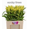 Celosia Sunday Green