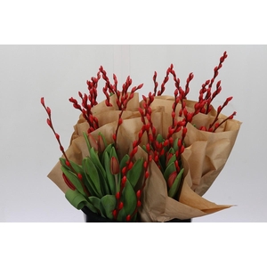 Bq Tulp Salix Red Promo