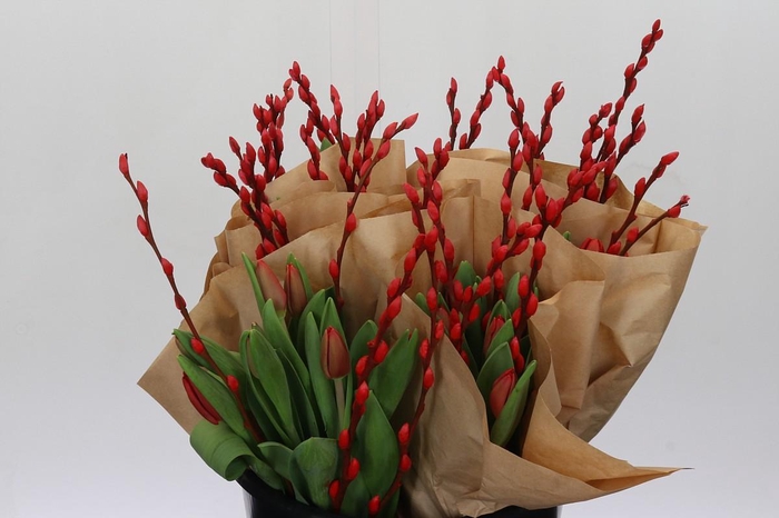 <h4>BQ Tulp Salix Red</h4>