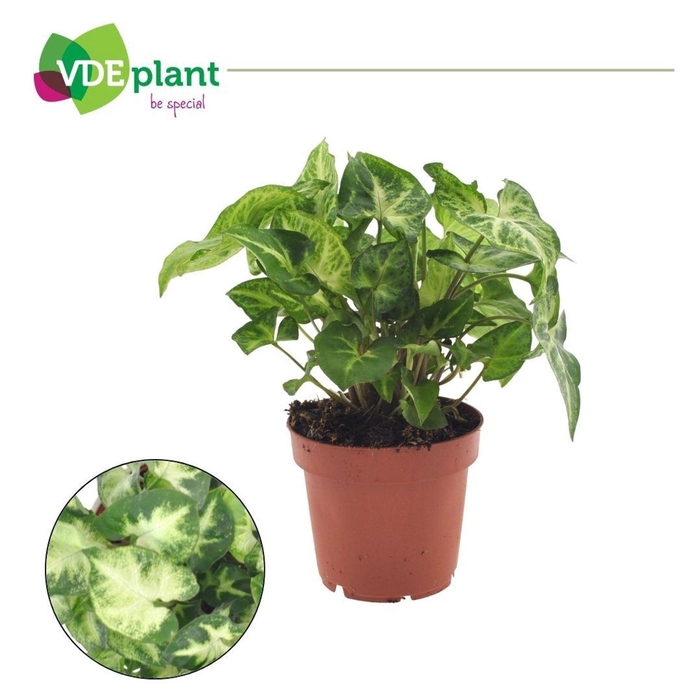 <h4>Syngonium Pixie</h4>