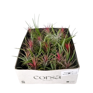 Tillandsia CS mix x35