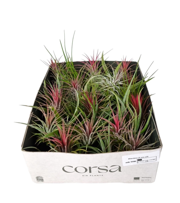 <h4>Tillandsia CS mix x35</h4>