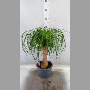 Beaucarnea recurvata