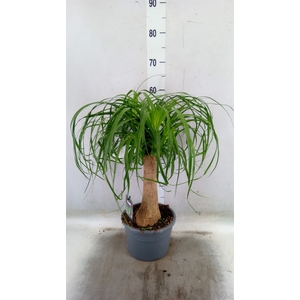 Beaucarnea recurvata