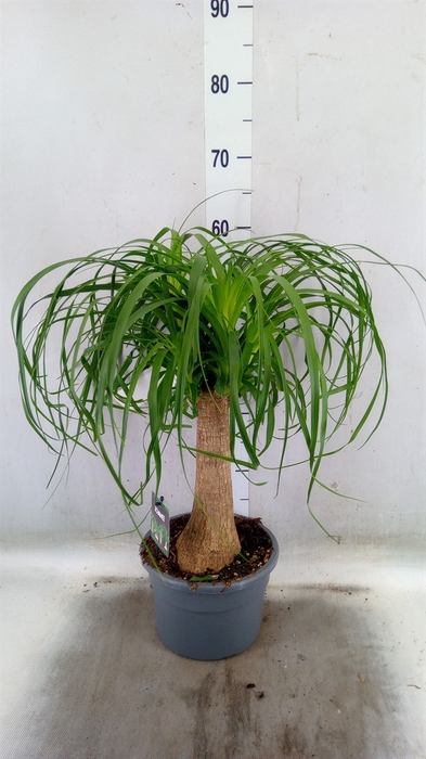 <h4>Beaucarnea recurvata</h4>