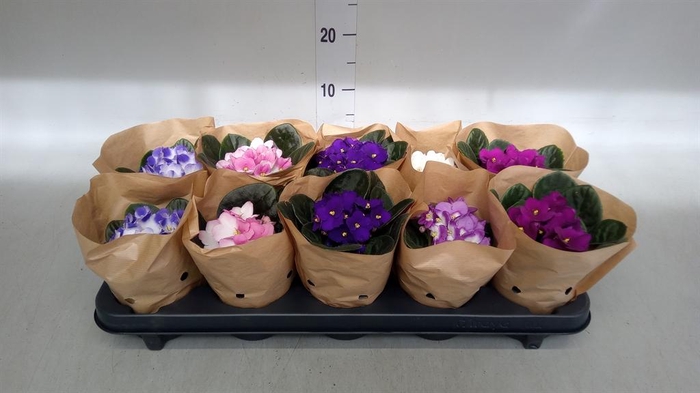 <h4>Saintpaulia   ...</h4>