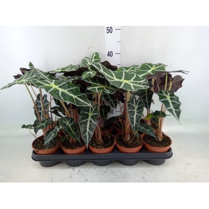 Alocasia amazonica 'Polly'