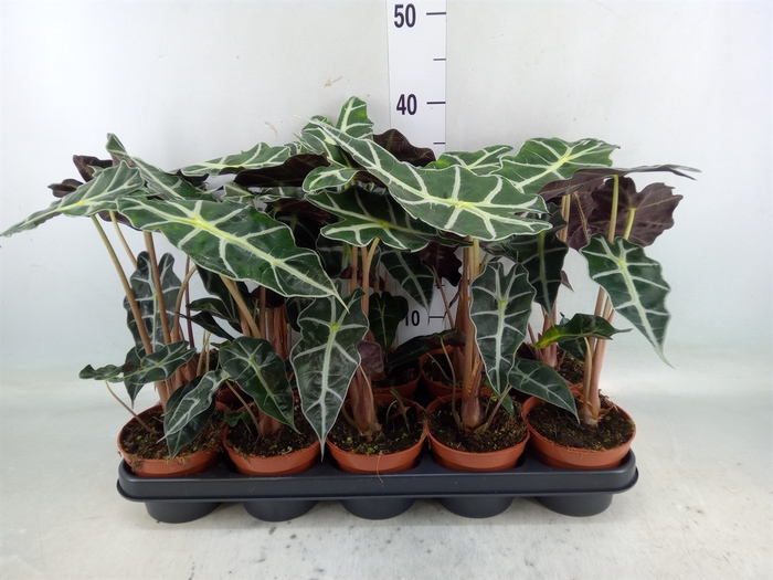 <h4>Alocasia amazonica 'Polly'</h4>