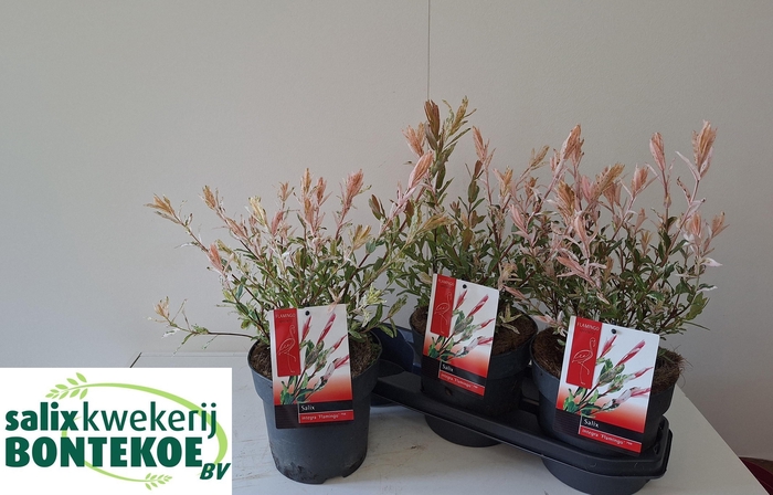 <h4>SALIX IN FLAMINGO</h4>