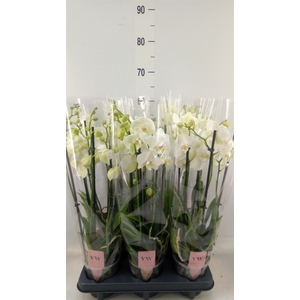 Phalaenopsis  'Ant Inverness'