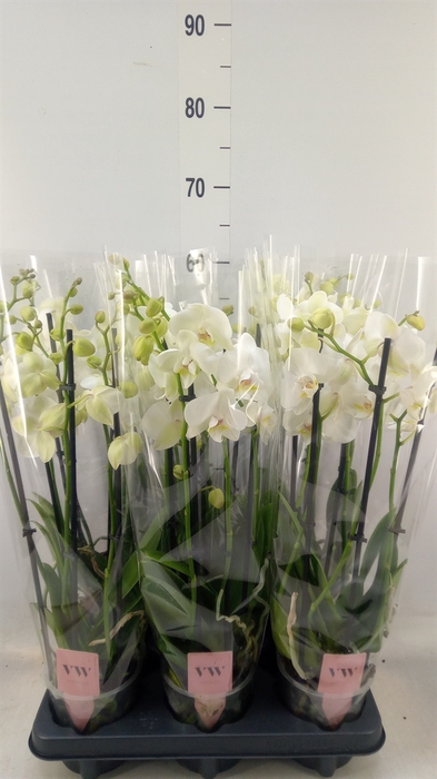 <h4>Phalaenopsis  'Ant Inverness'</h4>