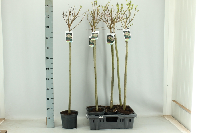 <h4>SALIX IN HAKURO NISH</h4>