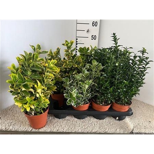 Euonymus Mix Pot 13