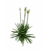 Agapanthus Blue Triumphator