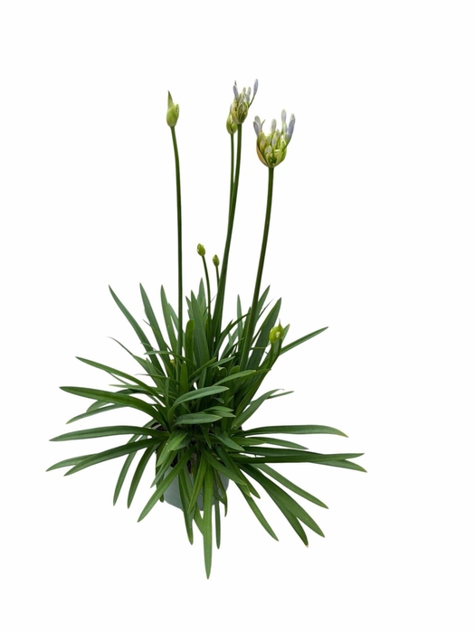 Agapanthus Blue Triumphator