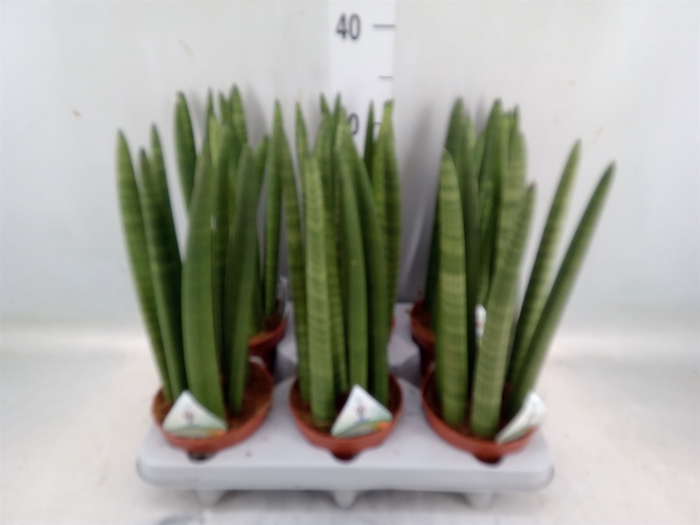 <h4>Sansevieria cyl.  ...</h4>