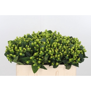 Hyp Mag Green Reviva