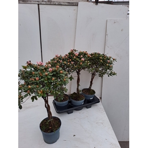 RHODO SI OV