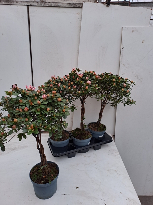 <h4>RHODO SI OV</h4>
