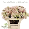 Serruria Blushing Brides Rose 6-9 Flwrs