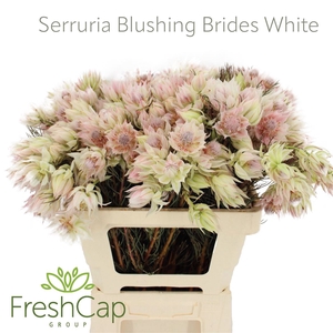 Serruria Blushing Brides White 4-9 Flwrs