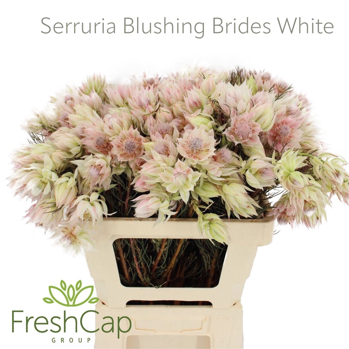 <h4>Serruria Blushing Brides White 4-9 Flwrs</h4>