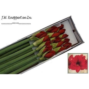 Hippeastrum red lion